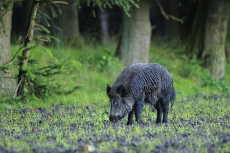 VILLSVIN: De som drømmer om villsvinjakt lokalt må nok flytte til Halden eller Aremark. Bjørn N. Toverud som er prosjektleder i Villsvinprosjektet mener de lokale jegerne er så dyktige at noen villsvineksplosjon til resten av landet er urealistisk. Foto: iStock VILLSVIN: De som drømmer om villsvinjakt lokalt må nok flytte til Halden eller Aremark. Bjørn N. Toverud som er prosjektleder i Villsvinprosjektet mener de lokale jegerne er så dyktige at noen villsvineksplosjon til resten av landet er urealistisk. Foto: iStock