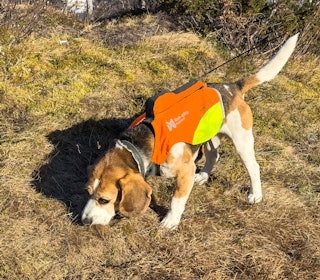 RIMELIG ALTERNATIV: Non-stop Dogwear Protector vest GPS sikrer at hundepeileren ligger stabilt på ryggen med antenna pekende til værs. RIMELIG ALTERNATIV: Non-stop Dogwear Protector vest GPS sikrer at hundepeileren ligger stabilt på ryggen med antenna pekende til værs.