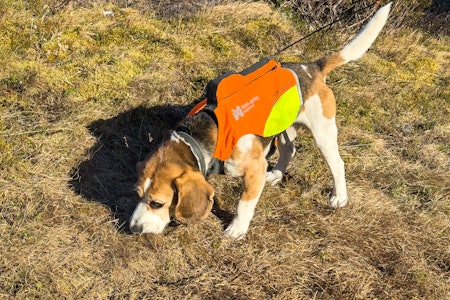 RIMELIG ALTERNATIV: Non-stop Dogwear Protector vest GPS sikrer at hundepeileren ligger stabilt på ryggen med antenna pekende til værs. RIMELIG ALTERNATIV: Non-stop Dogwear Protector vest GPS sikrer at hundepeileren ligger stabilt på ryggen med antenna pekende til værs.