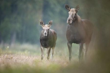 DØDELIGHET: Elgkua passer godt på kalven sin, men mange elgkalver overlever likevel ikke sitt første leveår. Nå ber forskere om hjelp fra publikum til å finne ut hvorfor. Foto: iStock DØDELIGHET: Elgkua passer godt på kalven sin, men mange elgkalver overlever likevel ikke sitt første leveår. Nå ber forskere om hjelp fra publikum til å finne ut hvorfor. Foto: iStock
