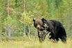 SKAL AVLIVES: Bjørnen som angrep mannen i Jarfjord skal avlives. Ill.foto: ErikMandre /iStock SKAL AVLIVES: Bjørnen som angrep mannen i Jarfjord skal avlives. Ill.foto: ErikMandre /iStock