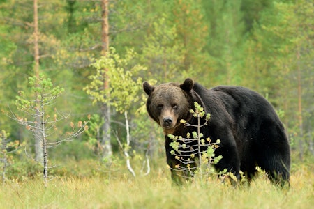 SKAL AVLIVES: Bjørnen som angrep mannen i Jarfjord skal avlives. Ill.foto: ErikMandre /iStock SKAL AVLIVES: Bjørnen som angrep mannen i Jarfjord skal avlives. Ill.foto: ErikMandre /iStock