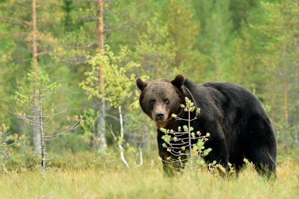 SKAL AVLIVES: Bjørnen som angrep mannen i Jarfjord skal avlives. Ill.foto: ErikMandre /iStock SKAL AVLIVES: Bjørnen som angrep mannen i Jarfjord skal avlives. Ill.foto: ErikMandre /iStock