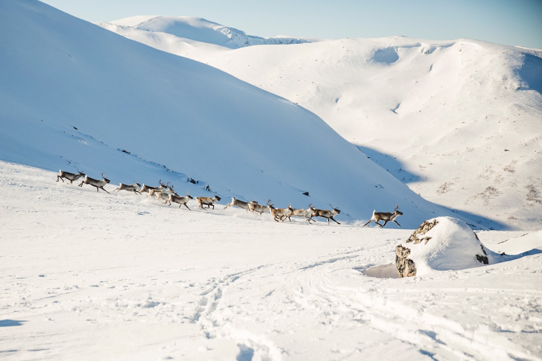 OPPLEVELSE: Vi var ikke alene i fjellet på denne turen. Foto: Line Hårklau OPPLEVELSE: Vi var ikke alene i fjellet på denne turen. Foto: Line Hårklau
