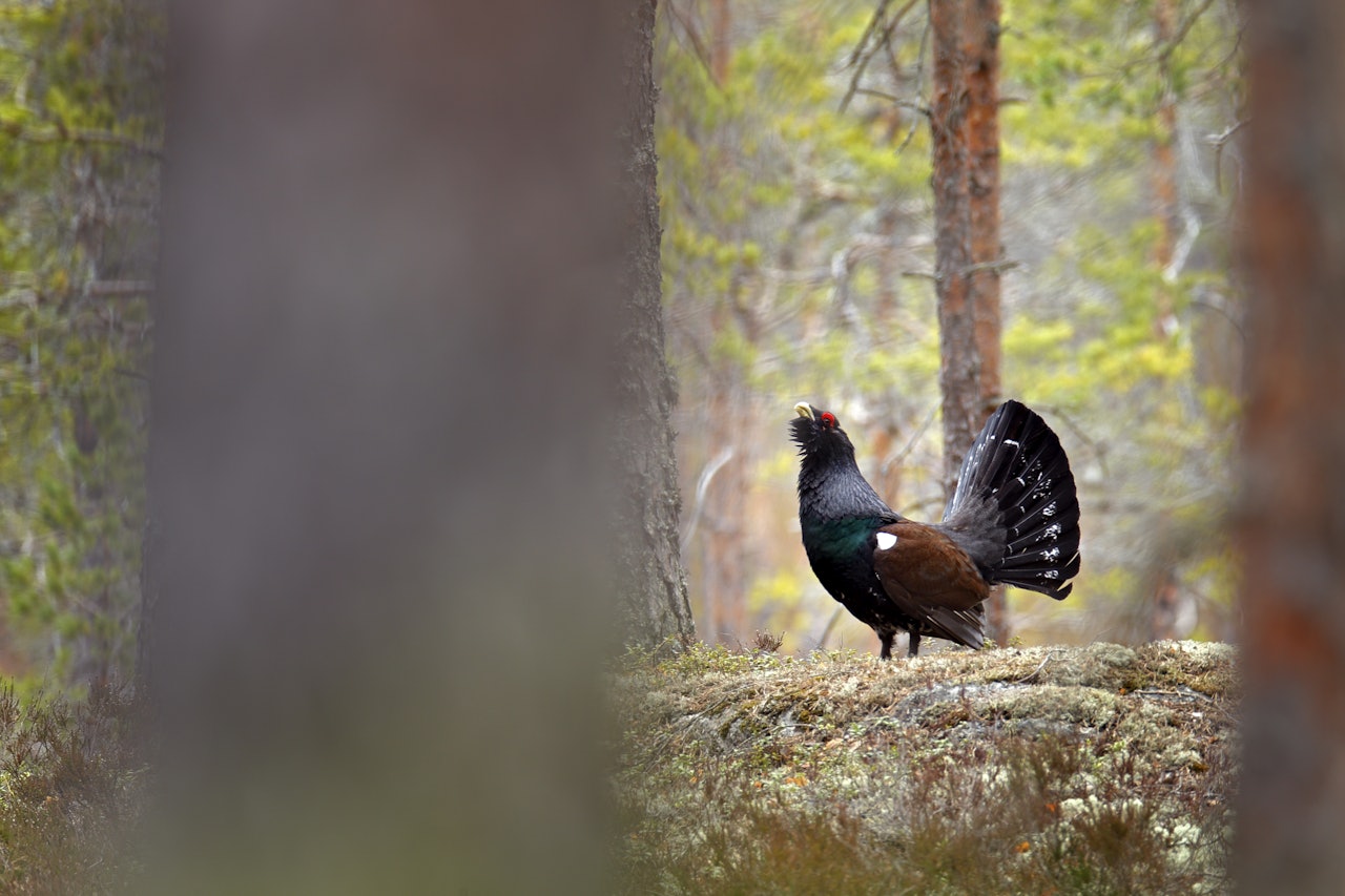 SMÅVILTRUNDEN: Har du tatt et godt bilde av småvilt, enten på jakt eller på fotojakt? Da kan du sende det inn til konkurransen. Ill.foto: Ondrej Prosicky / iStock SMÅVILTRUNDEN: Har du tatt et godt bilde av småvilt, enten på jakt eller på fotojakt? Da kan du sende det inn til konkurransen. Ill.foto: Ondrej Prosicky / iStock