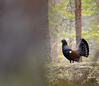 SMÅVILTRUNDEN: Har du tatt et godt bilde av småvilt, enten på jakt eller på fotojakt? Da kan du sende det inn til konkurransen. Ill.foto: Ondrej Prosicky / iStock SMÅVILTRUNDEN: Har du tatt et godt bilde av småvilt, enten på jakt eller på fotojakt? Da kan du sende det inn til konkurransen. Ill.foto: Ondrej Prosicky / iStock