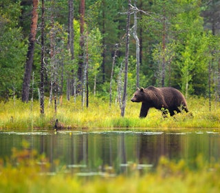 FEIL: Bjørnen som er felt i Jarfjord tyder på å være feil individ. Ill. foto: Kjekol / iStock FEIL: Bjørnen som er felt i Jarfjord tyder på å være feil individ. Ill. foto: Kjekol / iStock