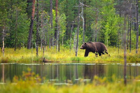 FEIL: Bjørnen som er felt i Jarfjord tyder på å være feil individ. Ill. foto: Kjekol / iStock FEIL: Bjørnen som er felt i Jarfjord tyder på å være feil individ. Ill. foto: Kjekol / iStock