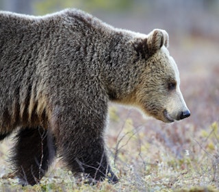 BJØRNEJAKT: Ti ulovlige åteplasser er funnet nær norskegrensen mot Trysil ved Fulufjället i Dalarne, ifølge norske rovdyrforskere. Foto: Tore Wuttudal / Samfoto BJØRNEJAKT: Ti ulovlige åteplasser er funnet nær norskegrensen mot Trysil ved Fulufjället i Dalarne, ifølge norske rovdyrforskere. Foto: Tore Wuttudal / Samfoto