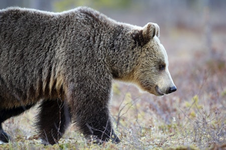 BJØRNEJAKT: Ti ulovlige åteplasser er funnet nær norskegrensen mot Trysil ved Fulufjället i Dalarne, ifølge norske rovdyrforskere. Foto: Tore Wuttudal / Samfoto BJØRNEJAKT: Ti ulovlige åteplasser er funnet nær norskegrensen mot Trysil ved Fulufjället i Dalarne, ifølge norske rovdyrforskere. Foto: Tore Wuttudal / Samfoto