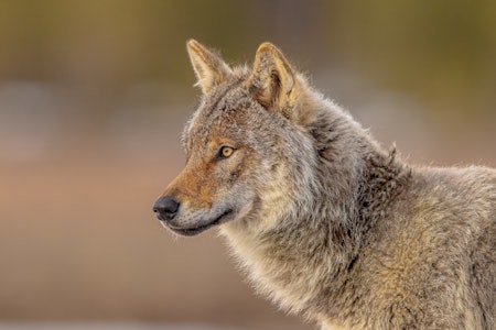 AVGANG: De fleste rovdyrene ble felt under jakt, viser nye tall fra Rovdata. AVGANG: De fleste rovdyrene ble felt under jakt, viser nye tall fra Rovdata.