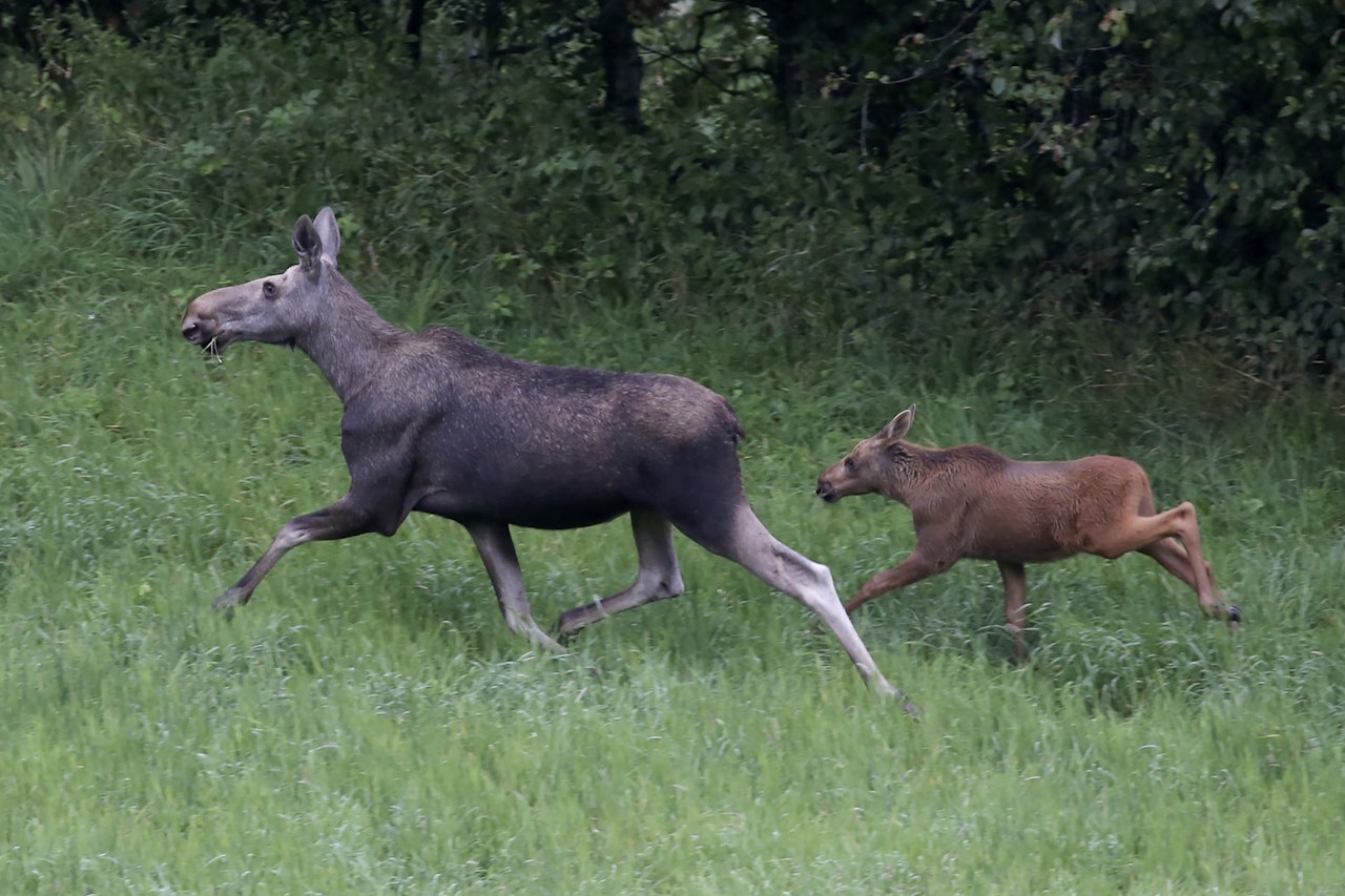 SLITER: Elgkalver i Norge er færre og ofte små. Hva skal til for å snu trenden? Ill. foto: Paul Kleiven / NTB SLITER: Elgkalver i Norge er færre og ofte små. Hva skal til for å snu trenden? Ill. foto: Paul Kleiven / NTB