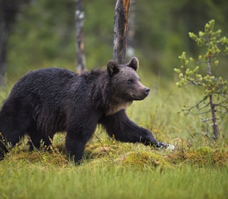 BJØRNESAKEN: Oslo tingrett har avgjort at jakten på bjørnen som bet en mann i Jarfjord, kan fortsette. Miljødirektoratet har ikke vedtatt nytt fellingsforsøk Ill.foto: Arnfinn Johansen / NTB BJØRNESAKEN: Oslo tingrett har avgjort at jakten på bjørnen som bet en mann i Jarfjord, kan fortsette. Miljødirektoratet har ikke vedtatt nytt fellingsforsøk. Ill.foto: Arnfinn Johansen / NTB