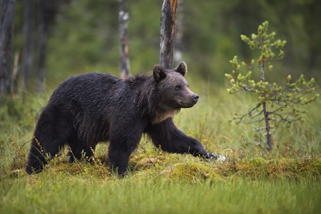 BJØRNESAKEN: Oslo tingrett har avgjort at jakten på bjørnen som bet en mann i Jarfjord, kan fortsette. Miljødirektoratet har ikke vedtatt nytt fellingsforsøk Ill.foto: Arnfinn Johansen / NTB BJØRNESAKEN: Oslo tingrett har avgjort at jakten på bjørnen som bet en mann i Jarfjord, kan fortsette. Miljødirektoratet har ikke vedtatt nytt fellingsforsøk. Ill.foto: Arnfinn Johansen / NTB