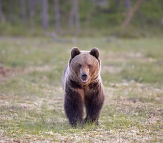 FLERE: Til tross for et økende uttak av bjørn, vokser bestanden av bjørn i Västerbotten. Ill.foto: Baard Næss / NN / Samfoto FLERE: Til tross for et økende uttak av bjørn, vokser bestanden av bjørn i Västerbotten. Ill.foto: Baard Næss / NN / Samfoto