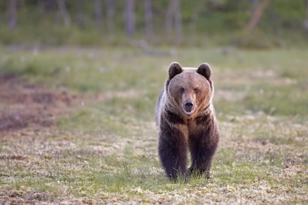 FLERE: Til tross for et økende uttak av bjørn, vokser bestanden av bjørn i Västerbotten. Ill.foto: Baard Næss / NN / Samfoto FLERE: Til tross for et økende uttak av bjørn, vokser bestanden av bjørn i Västerbotten. Ill.foto: Baard Næss / NN / Samfoto