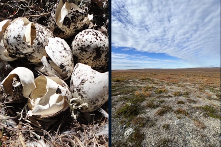 PLYNDRING: Mange av rypereirene i Finnmark har blitt tomme som følge av lite smågnagere. Foto: Björn Forenius / Markus Danielsen Holmer PLYNDRING: Mange av rypereirene i Finnmark har blitt tomme som følge av lite smågnagere. Foto: Björn Forenius / Markus Danielsen Holmer
