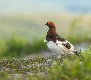 NEDGANG: Forskernes modeller viser at lirypebestanden i Finnmark vil gå ned med ytterligere 30 prosent etter fjorårets dårlige sesong. Foto: Karl Ander Adami / iStock NEDGANG: Forskernes modeller viser at lirypebestanden i Finnmark vil gå ned med ytterligere 30 prosent etter fjorårets dårlige sesong. Foto: Karl Ander Adami / iStock