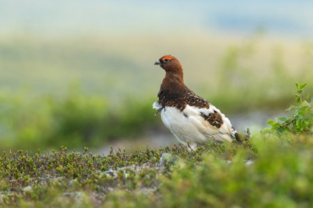 NEDGANG: Forskernes modeller viser at lirypebestanden i Finnmark vil gå ned med ytterligere 30 prosent etter fjorårets dårlige sesong. Foto: Karl Ander Adami / iStock NEDGANG: Forskernes modeller viser at lirypebestanden i Finnmark vil gå ned med ytterligere 30 prosent etter fjorårets dårlige sesong. Foto: Karl Ander Adami / iStock