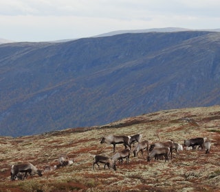 REINSJAKTA: Før jakta går i gang er det greit å være klar over de viktigste "kjørereglene" i fjellet. REINSJAKTA: Før jakta går i gang er det greit å være klar over de viktigste "kjørereglene" i fjellet.