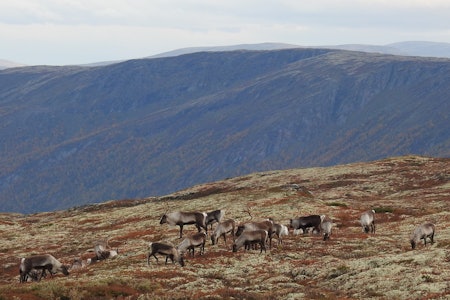 REINSJAKTA: Før jakta går i gang er det greit å være klar over de viktigste "kjørereglene" i fjellet. REINSJAKTA: Før jakta går i gang er det greit å være klar over de viktigste "kjørereglene" i fjellet.