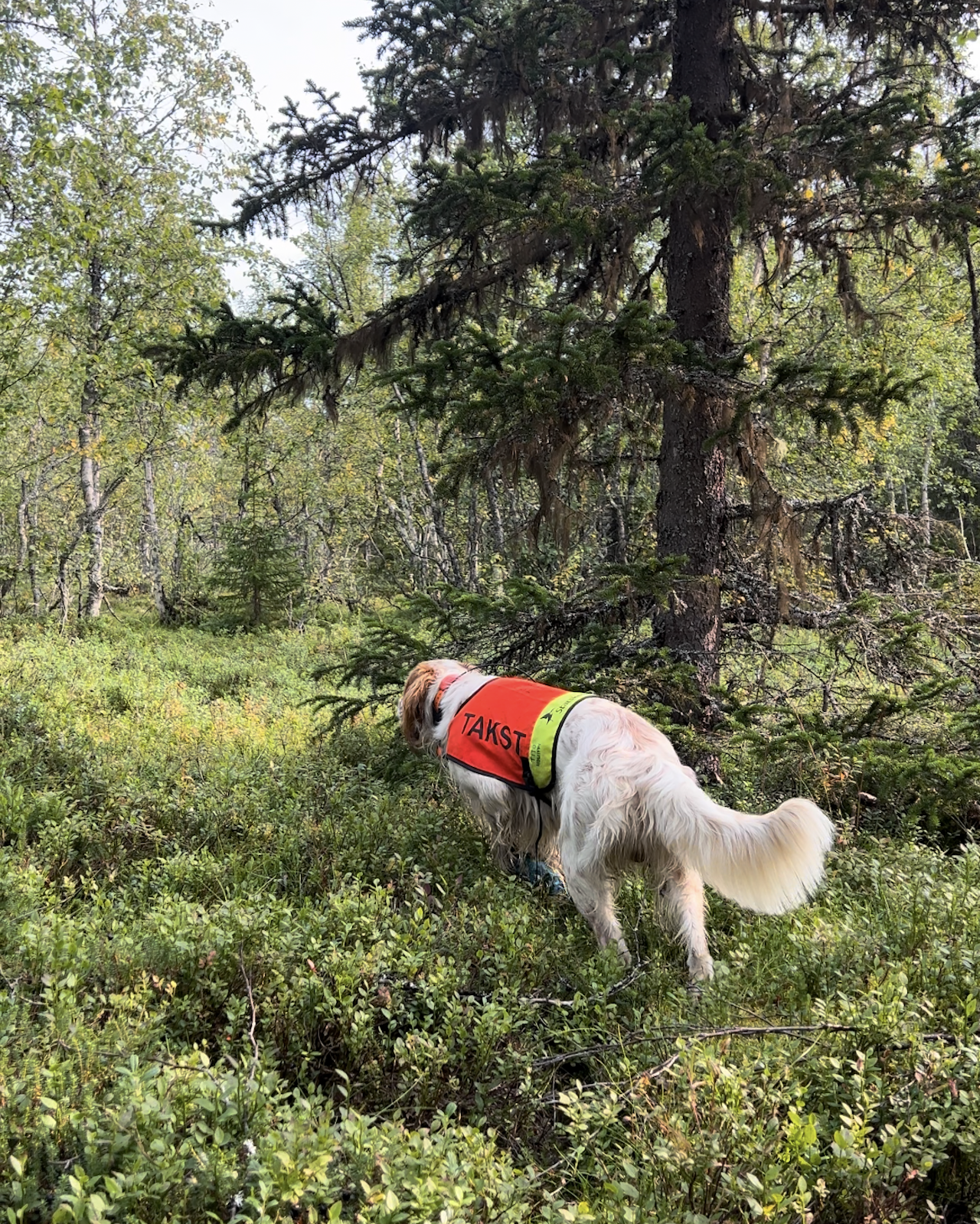 TELLING: Frivillige teller fugl langs rekordmange linjer for å bestemme høstens jakt. Foto: Jonas Grønvold TELLING: Frivillige teller fugl langs rekordmange linjer for å bestemme høstens jakt. Foto: Jonas Grønvold