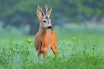 RÅDYR: Rolf Nilsen har latt seg inspirere av amerikanske jegere som setter opp “buck rubs” for hvithalehjort. Hans egen luktekvist på Nordvestlandet har tiltrukket seg både hjort og rådyr. Foto: iStock RÅDYR: Rolf Nilsen har latt seg inspirere av amerikanske jegere som setter opp “buck rubs” for hvithalehjort. Hans egen luktekvist på Nordvestlandet har tiltrukket seg både hjort og rådyr. Foto: iStock