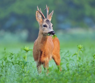 RÅDYR: Rolf Nilsen har latt seg inspirere av amerikanske jegere som setter opp “buck rubs” for hvithalehjort. Hans egen luktekvist på Nordvestlandet har tiltrukket seg både hjort og rådyr. Foto: iStock RÅDYR: Rolf Nilsen har latt seg inspirere av amerikanske jegere som setter opp “buck rubs” for hvithalehjort. Hans egen luktekvist på Nordvestlandet har tiltrukket seg både hjort og rådyr. Foto: iStock