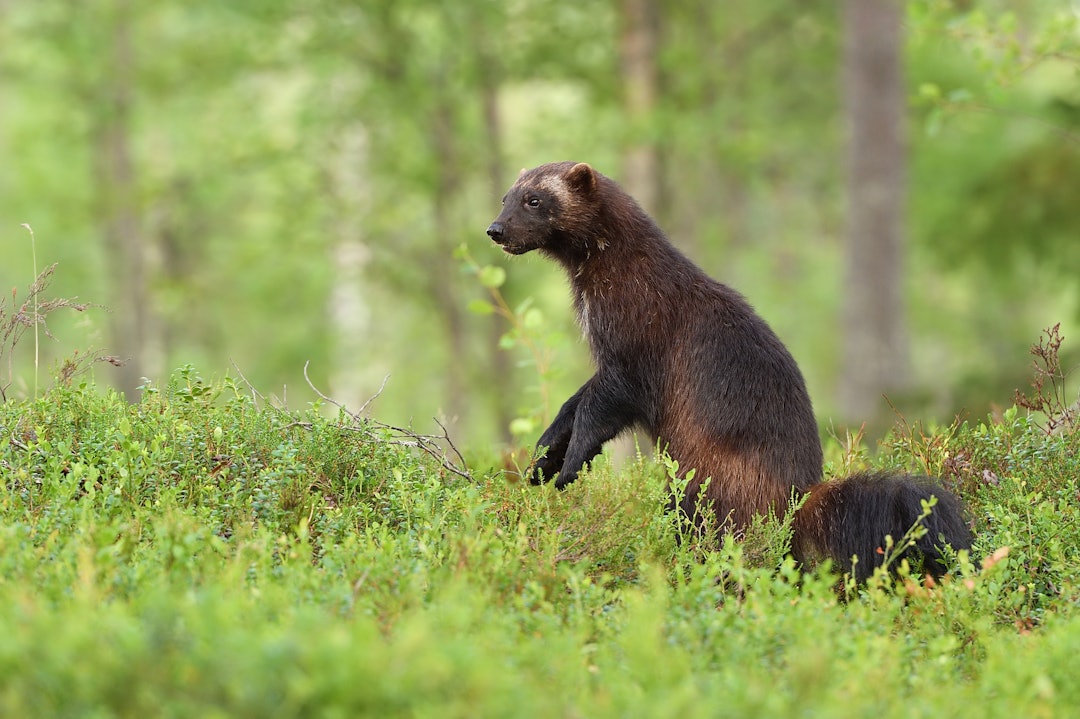 JERVEKULL: Jerv har fått valper i region 2 (Aust-Agder, Telemark, Vestfold og Buskerud) for første gang på over 20 år. Foto: iStock Jerv på to bein i skogen