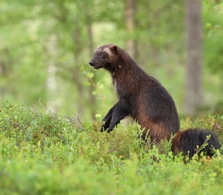 LISENSJAKT: Lisensfelling starter 20. august og varer til februar. Foto: iStock LISENSJAKT: Lisensfelling starter 20. august og varer til februar. Foto: iStock