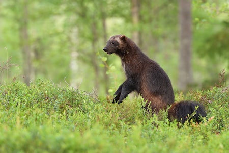 LISENSJAKT: Lisensfelling starter 20. august og varer til februar. Foto: iStock LISENSJAKT: Lisensfelling starter 20. august og varer til februar. Foto: iStock