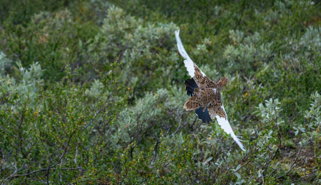OPPGANG: Selv om mange områder ikke har offentliggjort resultatene fra takseringene, er de første tendensene på at rypene har klart seg bra i Sør-Norge. Ill.foto: Snorre Hatlestad Roberg OPPGANG: Selv om mange områder ikke har offentliggjort resultatene fra takseringene, er de første tendensene på at rypene har klart seg bra i Sør-Norge. Ill.foto: Snorre Hatlestad Roberg