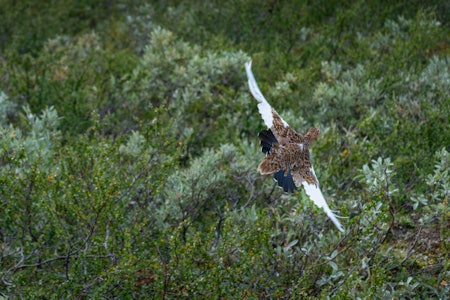 OPPGANG: Selv om mange områder ikke har offentliggjort resultatene fra takseringene, er de første tendensene på at rypene har klart seg bra i Sør-Norge. Ill.foto: Snorre Hatlestad Roberg OPPGANG: Selv om mange områder ikke har offentliggjort resultatene fra takseringene, er de første tendensene på at rypene har klart seg bra i Sør-Norge. Ill.foto: Snorre Hatlestad Roberg