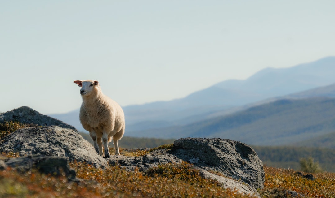 PRIORITET: Under Landbruksdepartementet vil vi nok se flere eksempler på at beitenæringen vil trumfe jegerinteresser der det oppstår konflikt. Foto:iStock PRIORITET: Under Landbruksdepartementet vil vi nok se flere eksempler på at beitenæringen vil trumfe jegerinteresser der det oppstår konflikt. Foto:iStock