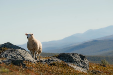 PRIORITET: Under Landbruksdepartementet vil vi nok se flere eksempler på at beitenæringen vil trumfe jegerinteresser der det oppstår konflikt. Foto:iStock PRIORITET: Under Landbruksdepartementet vil vi nok se flere eksempler på at beitenæringen vil trumfe jegerinteresser der det oppstår konflikt. Foto:iStock