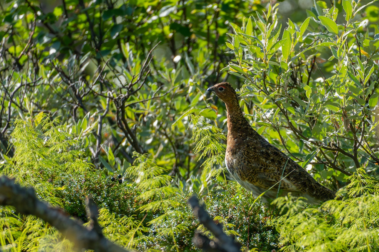KVOTER: Det er lagt til rette for gode jaktdager i Finnmark under årets rypejakt. Ill.foto: Snorre Hatlestad Roberg KVOTER: Det er lagt til rette for gode jaktdager i Finnmark under årets rypejakt. Ill.foto: Snorre Hatlestad Roberg