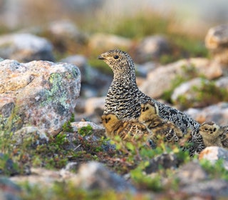 DATAMODELL: Forskerne bruker en datamodell som ikke skiller på kylling og voksenfugl. Ill.foto: Karl Ander Adami DATAMODELL: Forskerne bruker en datamodell som ikke skiller på kylling og voksenfugl. Ill.foto: Karl Ander Adami