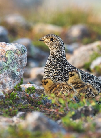 DATAMODELL: Forskerne bruker en datamodell som ikke skiller på kylling og voksenfugl. Ill.foto: Karl Ander Adami DATAMODELL: Forskerne bruker en datamodell som ikke skiller på kylling og voksenfugl. Ill.foto: Karl Ander Adami