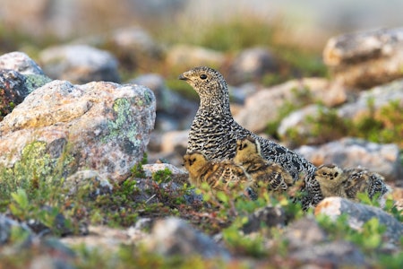 DATAMODELL: Forskerne bruker en datamodell som ikke skiller på kylling og voksenfugl. Ill.foto: Karl Ander Adami DATAMODELL: Forskerne bruker en datamodell som ikke skiller på kylling og voksenfugl. Ill.foto: Karl Ander Adami