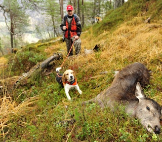 KJAPP AFFÆRE: Resultatet etter en 20 minutter lang beagle-los i ei hjorteli i Vaksdal. KJAPP AFFÆRE: Resultatet etter en 20 minutter lang beagle-los i ei hjorteli i Vaksdal.