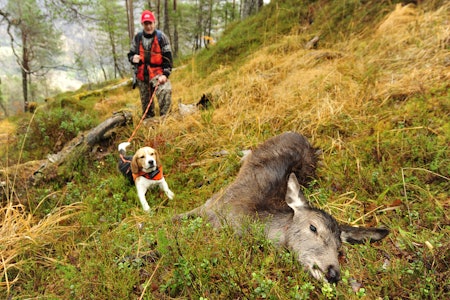 KJAPP AFFÆRE: Resultatet etter en 20 minutter lang beagle-los i ei hjorteli i Vaksdal.    KJAPP AFFÆRE: Resultatet etter en 20 minutter lang beagle-los i ei hjorteli i Vaksdal.