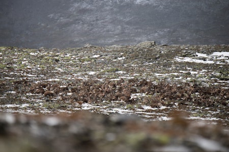 REINSDYRFLOKK: Et sjeldent syn i oppdalsterreng denne høsten: en stor flokk som vi fikk helt for oss selv. Foto: Nils Olav Talgøy villrein på snøhetta