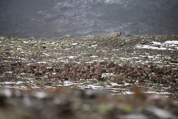 REINSDYRFLOKK: Et sjeldent syn i oppdalsterreng denne høsten: en stor flokk som vi fikk helt for oss selv. Foto: Nils Olav Talgøy villrein på snøhetta