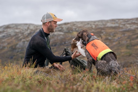 VET FOR LITE: Forskerne mener vi trenger økt kunnskap for å vite om jakttrykket på lirype og skogsfugl er innenfor bærekraftige rammer. Foto: Christer Rognerud jeger med fuglehund og rype høst