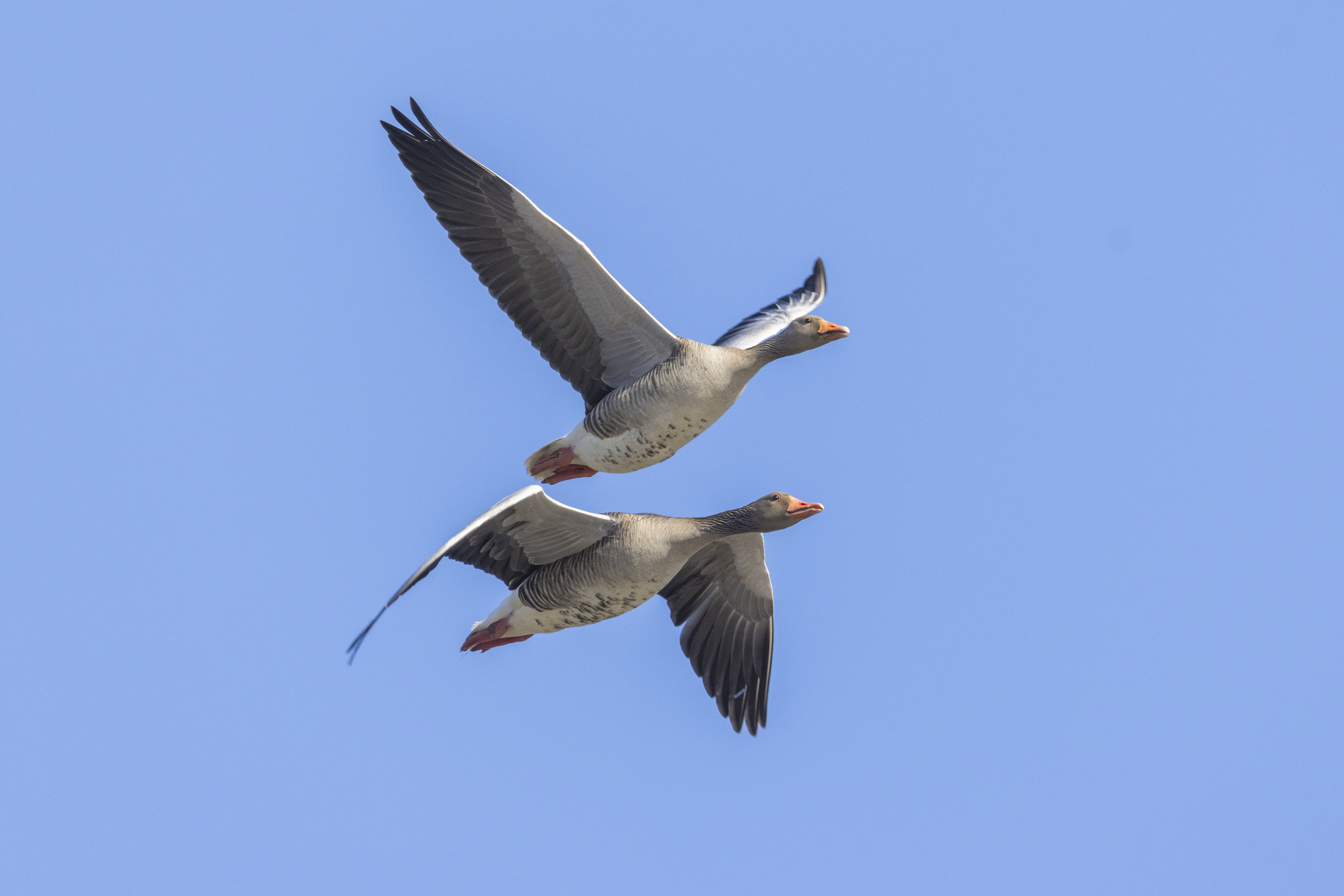 GÅSEPROBLEM: Bøndene tar nå grep mot den voksende bestanden. Foto: iStock