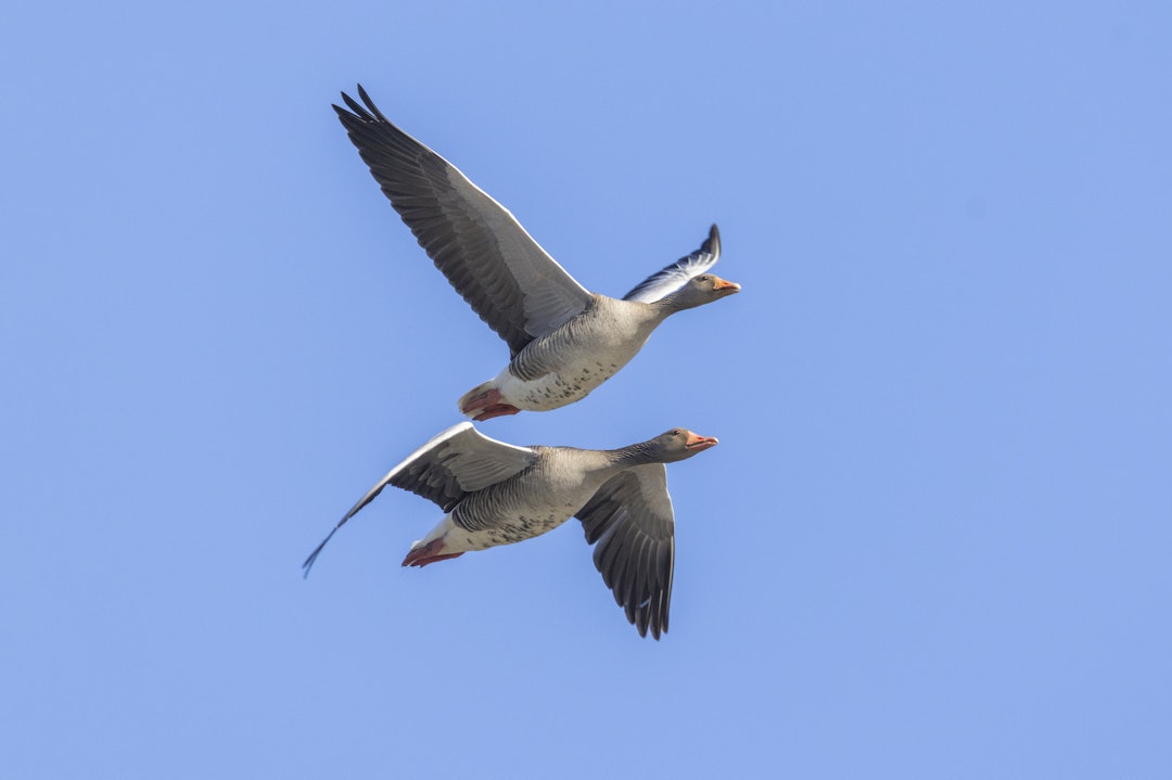 GÅSEPROBLEM: Bøndene tar nå grep mot den voksende bestanden. Foto: iStock GÅSEPROBLEM: Bøndene tar nå grep mot den voksende bestanden. Foto: iStock