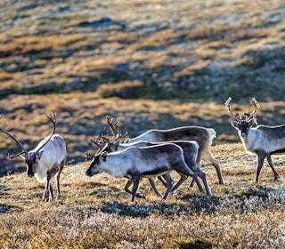 UTBYGGING: Fragmentering av leveområdene gjør villreinens overlevelse stadig mer usikker. Foto: Steinar Myhr / Samfoto UTBYGGING: Fragmentering av leveområdene gjør villreinens overlevelse stadig mer usikker. Foto: Steinar Myhr / Samfoto