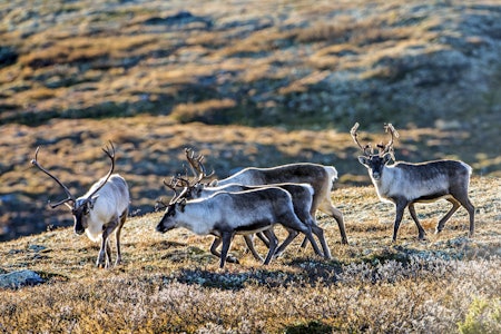 UTBYGGING: Fragmentering av leveområdene gjør villreinens overlevelse stadig mer usikker. Foto: Steinar Myhr / Samfoto UTBYGGING: Fragmentering av leveområdene gjør villreinens overlevelse stadig mer usikker. Foto: Steinar Myhr / Samfoto