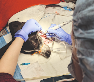 UNDERVURDERT: God munnhelse er nøkkelen til jaktlyst og prestasjon – tannstein, betennelser og knekte tenner kan gi hunden smerter og redusert luktesans. Foto: K9 Nannestad Neddopet hund under behandling hos veterinær