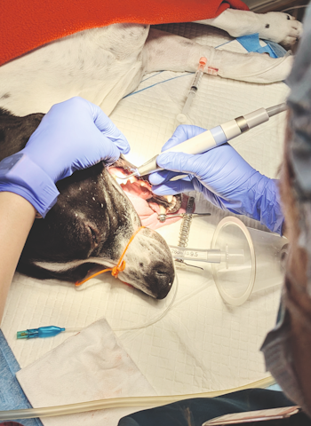 UNDERVURDERT: God munnhelse er nøkkelen til jaktlyst og prestasjon – tannstein, betennelser og knekte tenner kan gi hunden smerter og redusert luktesans. Foto: K9 Nannestad Neddopet hund under behandling hos veterinær